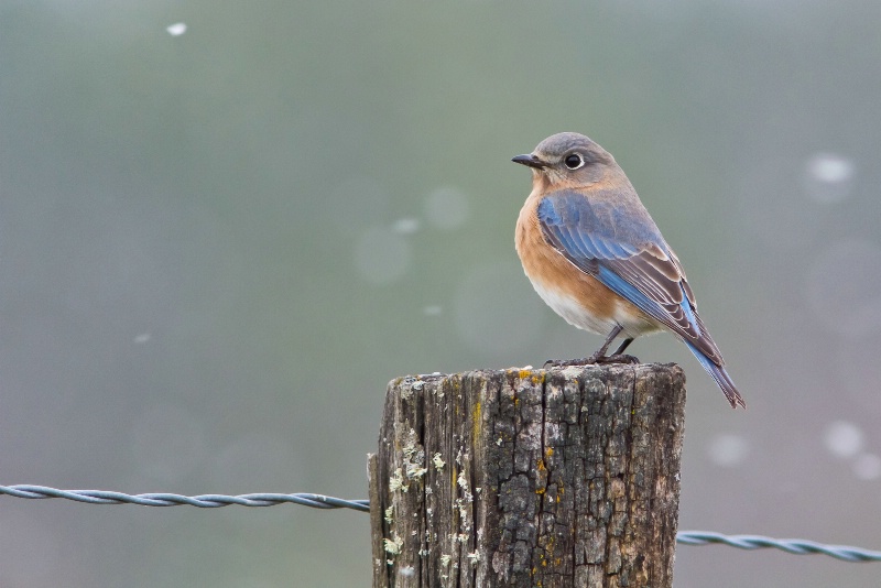 Winter Bluebird 