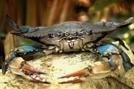 Blue crab