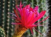 Beware the Thorns
