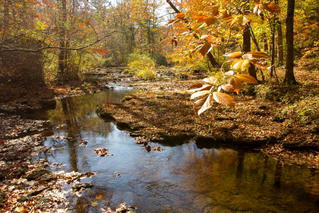 Autumn Leaves over Creek