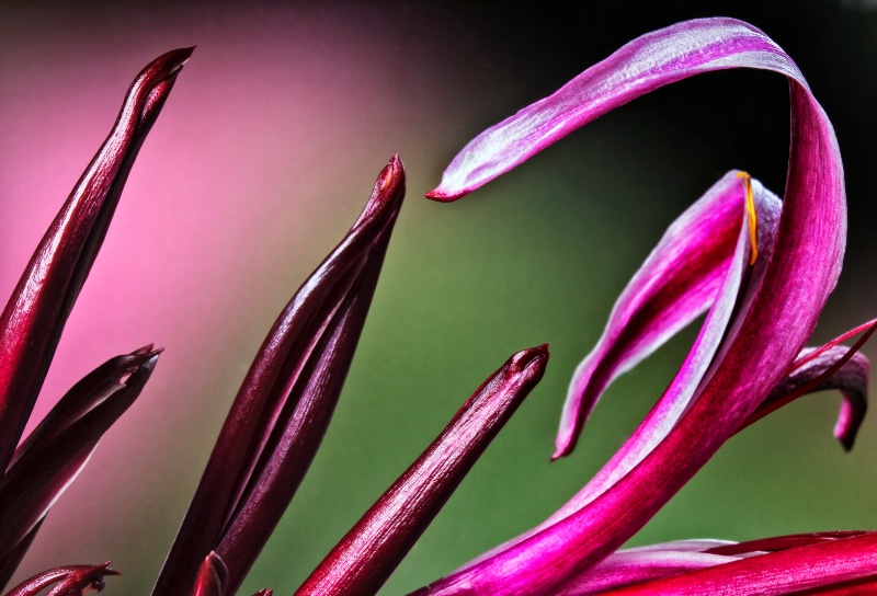 Crenium Lilly Flower