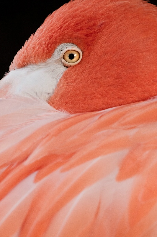 Eye of a Flamingo