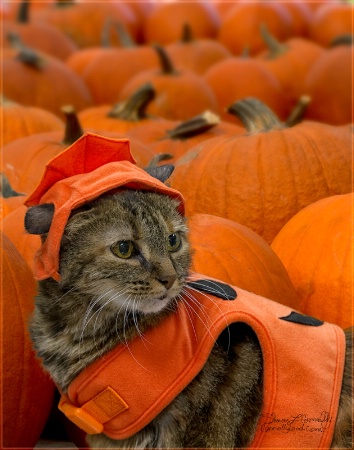 Lola and Pumpkins