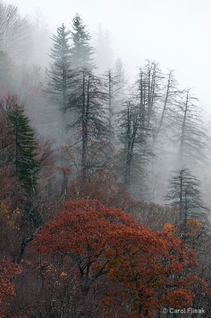 Ghosts in the Fog