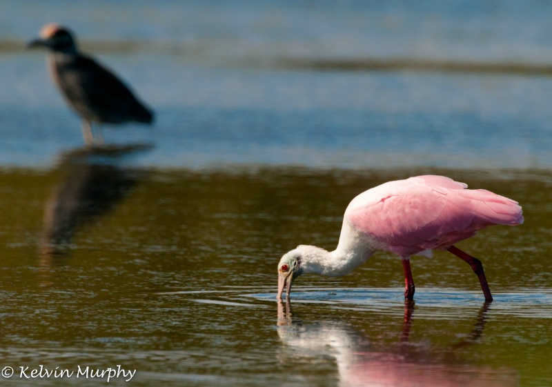 Spoonbill and friend