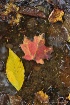  Fall Leaves