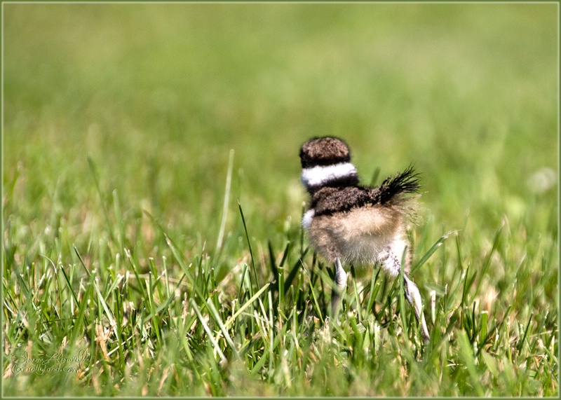 Run Killdeer Run