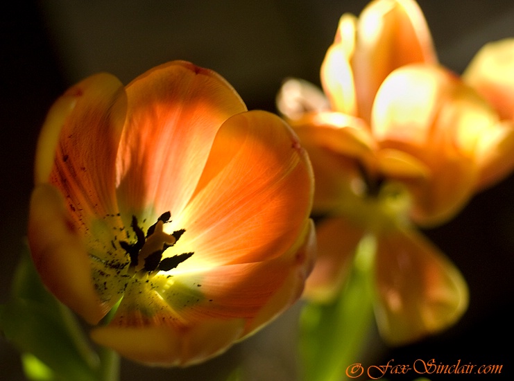 Tulips in Morning 2 