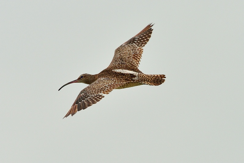 In flight