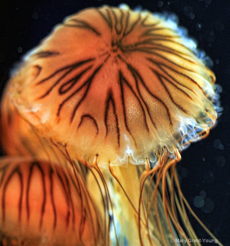 Northern Pacific Sea Nettle
