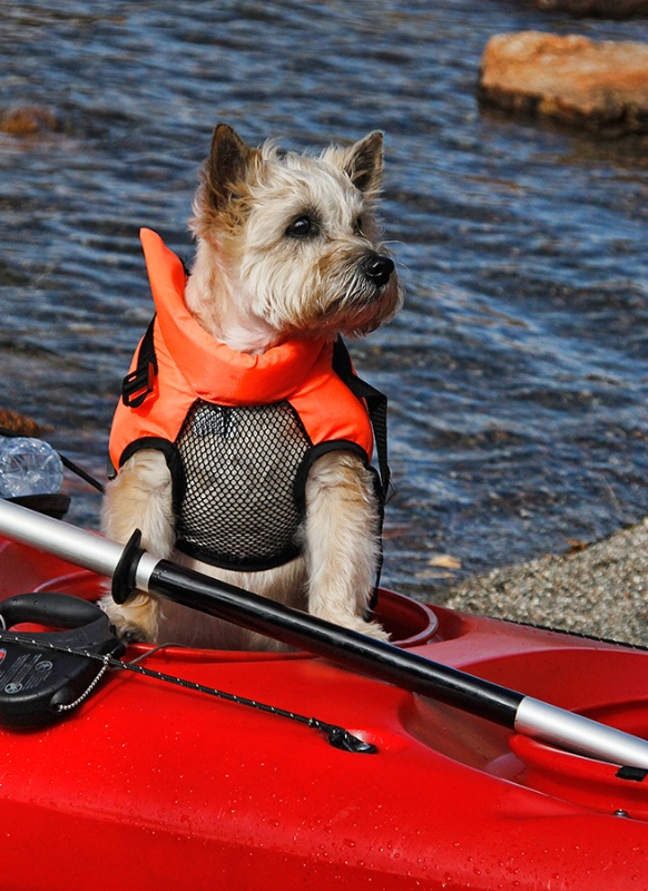 Doggie Paddle