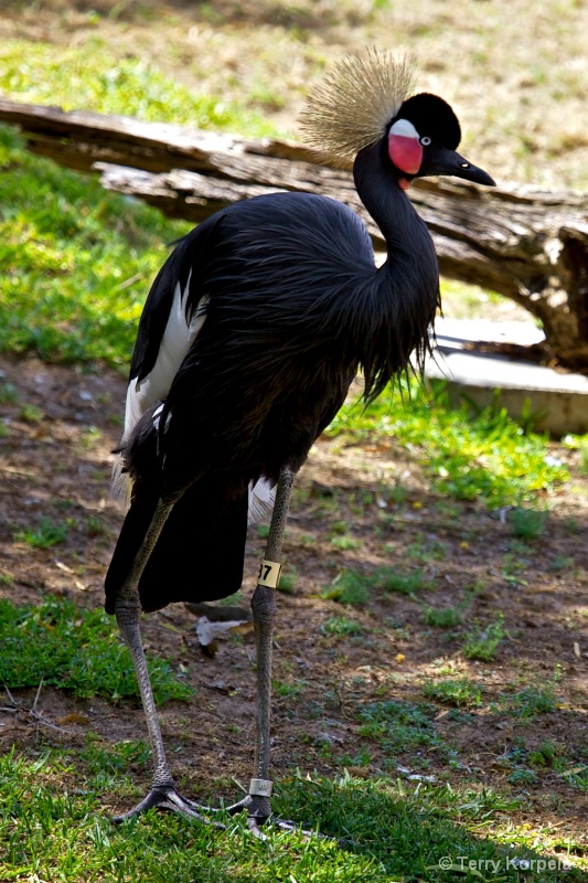 African Black-crown Crane - ID: 13492695 © Terry Korpela