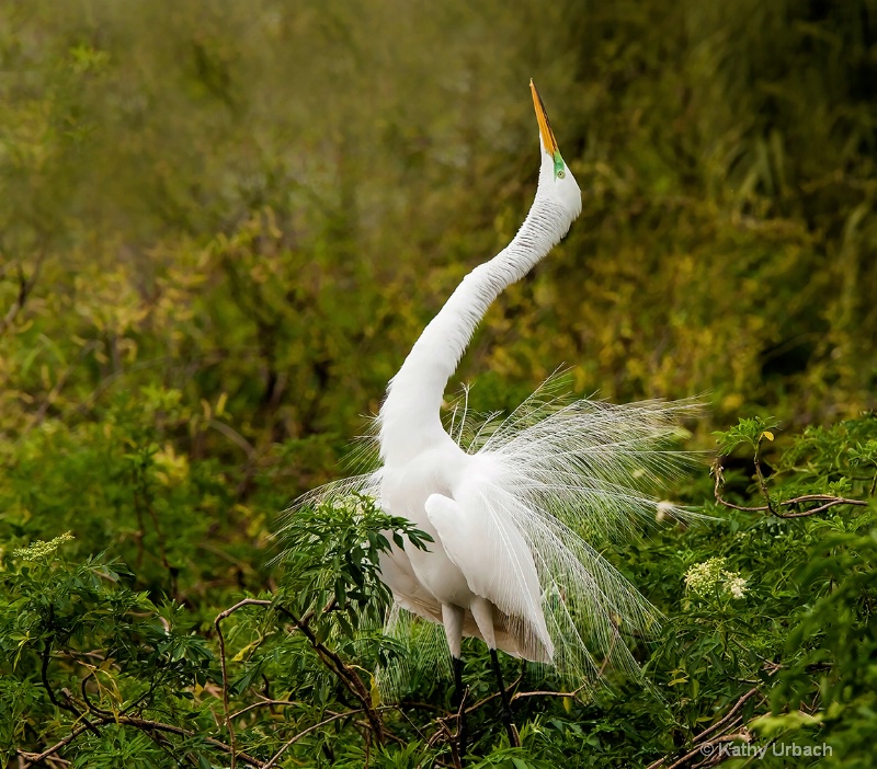 Great Egret-Elegance
