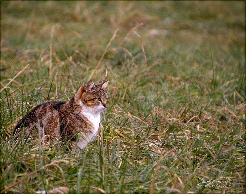 The Huntress