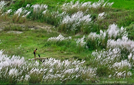 Valley of White Flowers