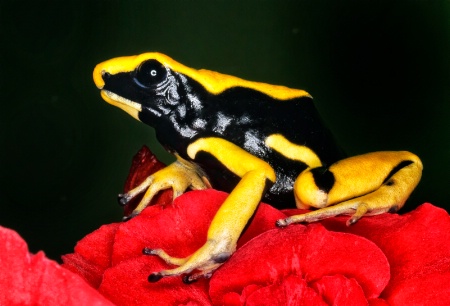 "Yellow Black Dart Frog"