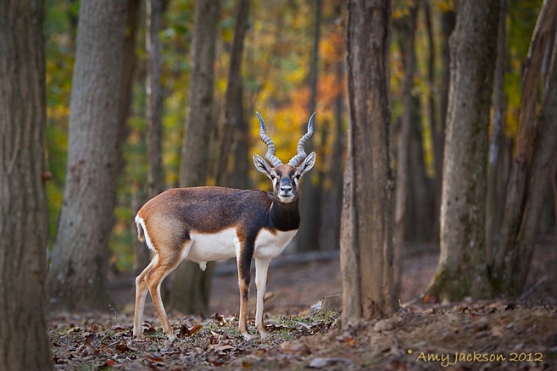 Male Blackbuck