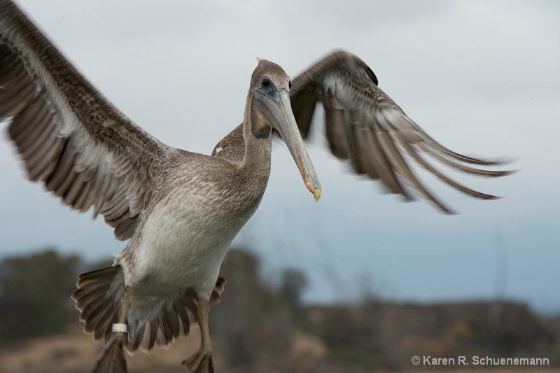 Brown Pelican 