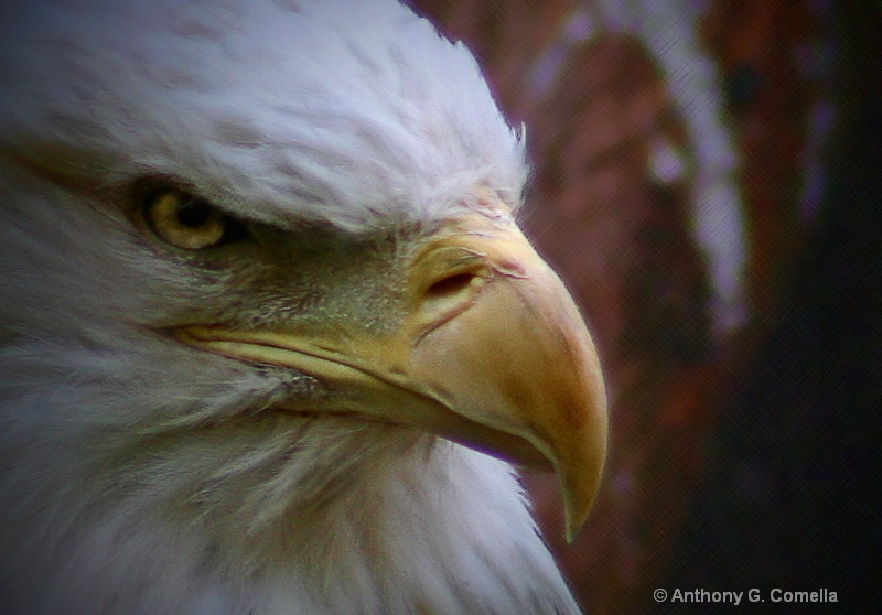 ~American Bald Eagle P O ed~