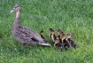 Mom Plus Eight