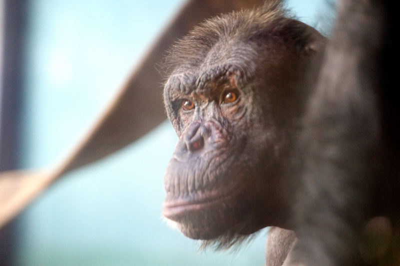 A Chimpanzee's profile