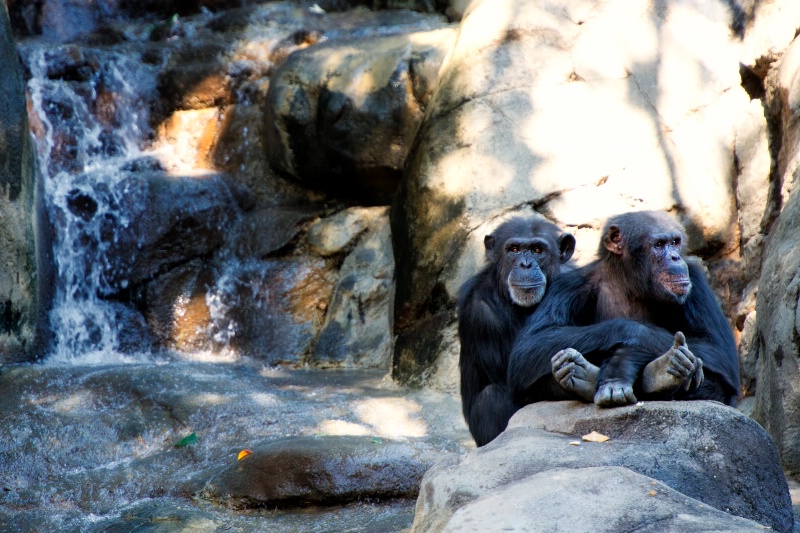 A pair of Chimpanzee buds