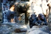 A pair of Chimpan...
