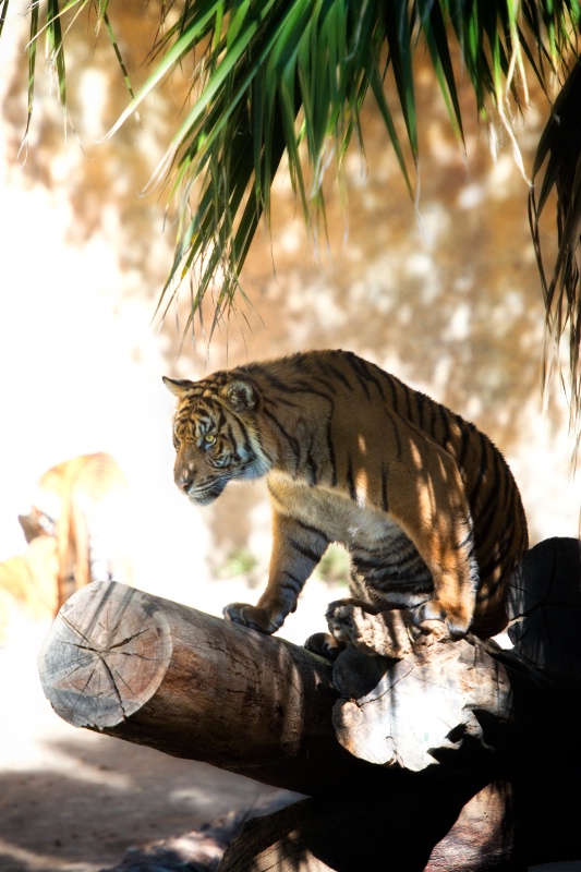 A prowling Tiger in the Tree