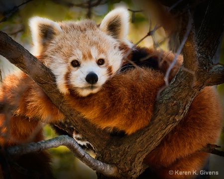 Red Panda