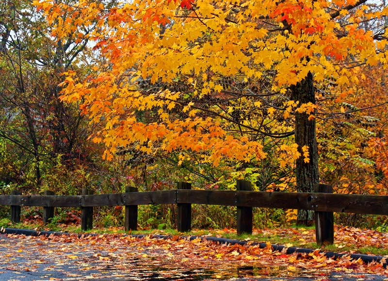 Autumn in Freeport - ID: 13495499 © Jeff Robinson