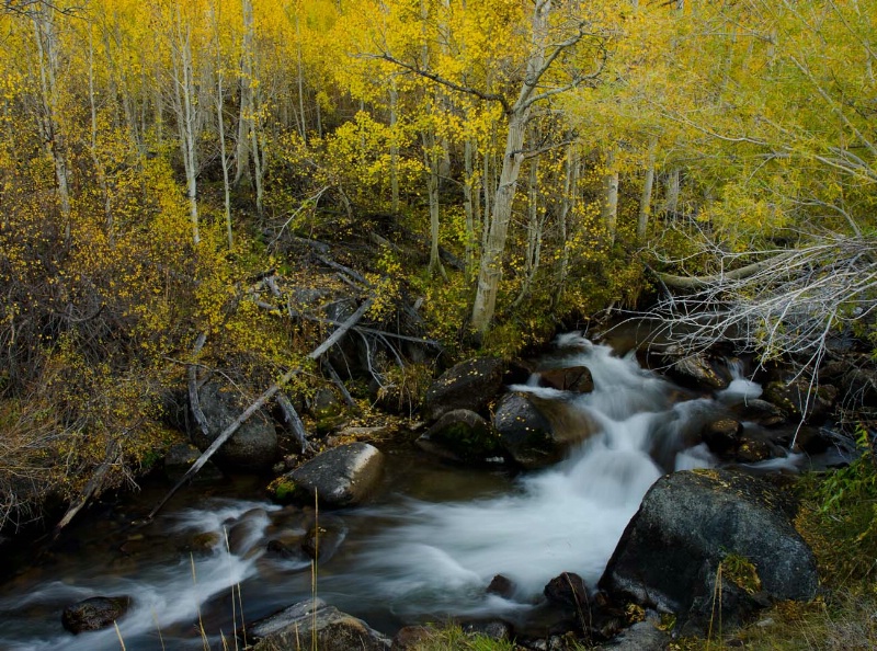 South Fork  Bishop Creek in the Fall
