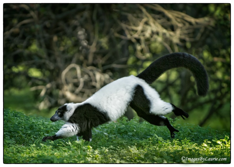Run Lemur Run!