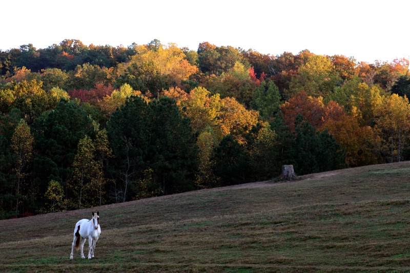 Fall*Neighbor*Horse