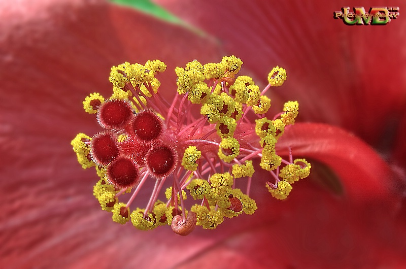 Florenticulous Hibiscus