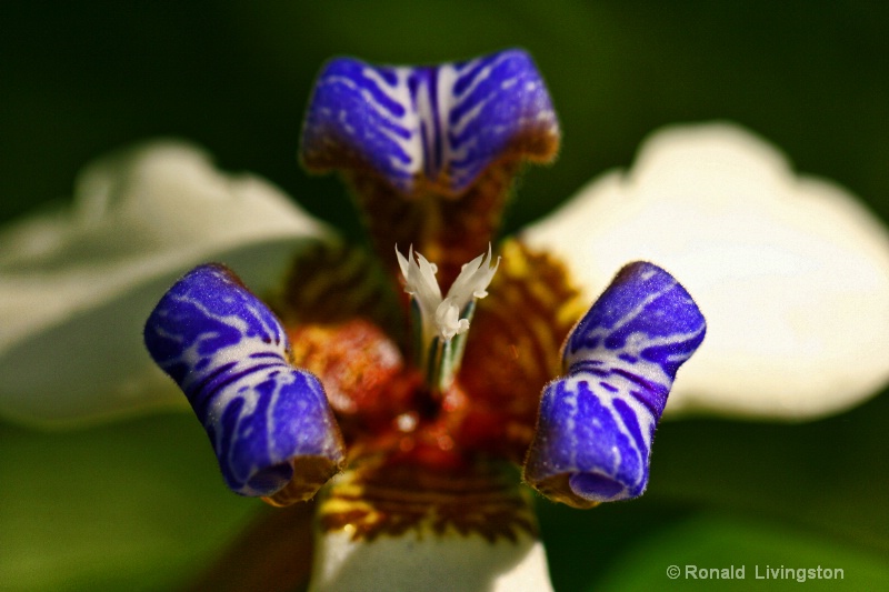 Iris Glory