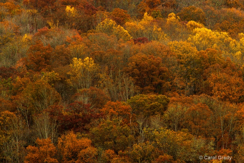 Fall Color a little past peak