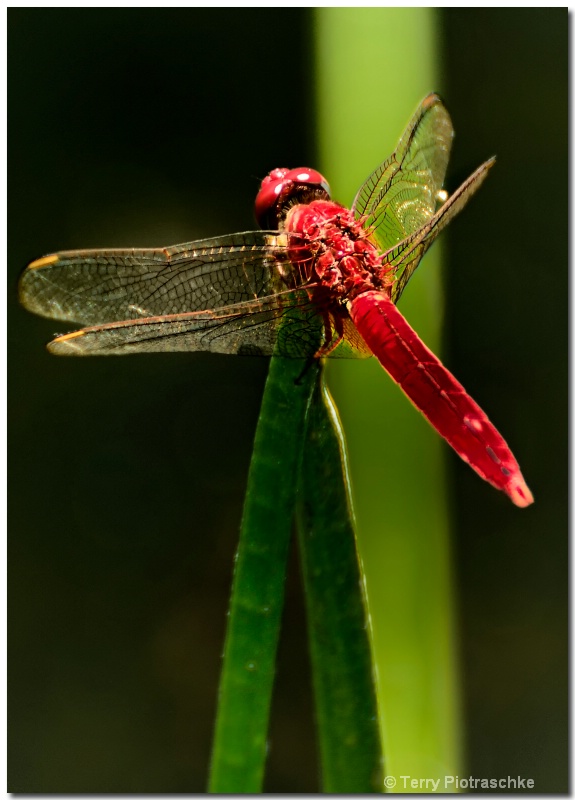 Red Dragon - ID: 13497443 © Terry Piotraschke