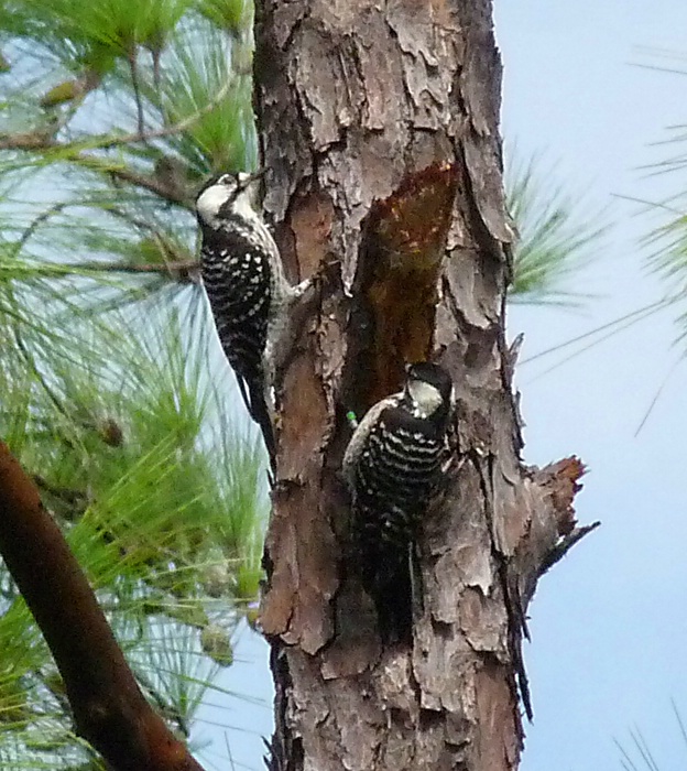 Red-cockaded Woodpecker