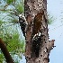 2Red-cockaded Woodpecker - ID: 13497466 © John Tubbs