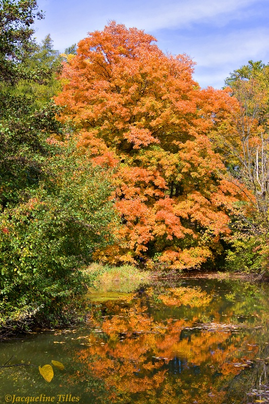 Maple Reflection on Lake Marmo - ID: 13499946 © Jacqueline A. Tilles