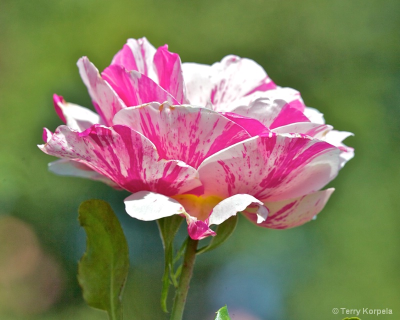 A nice rose - ID: 13501857 © Terry Korpela