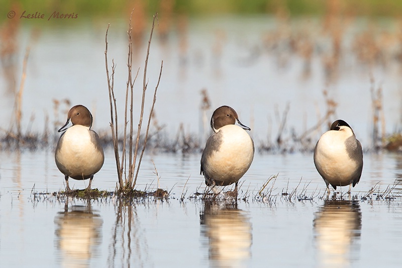 Northern Pintail Ducks - ID: 13502578 © Leslie J. Morris