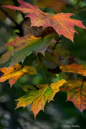 Maple Colors 10 2012
