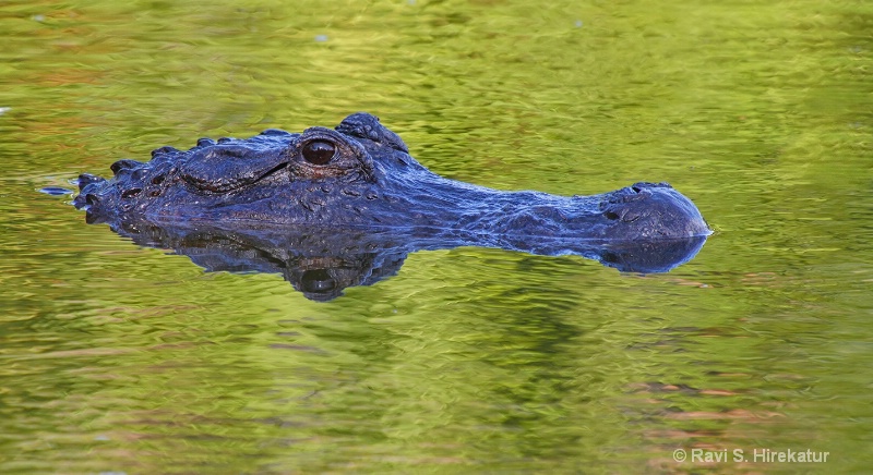 Alligator - ID: 13505218 © Ravi S. Hirekatur
