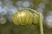 ~ You say Tomato,...