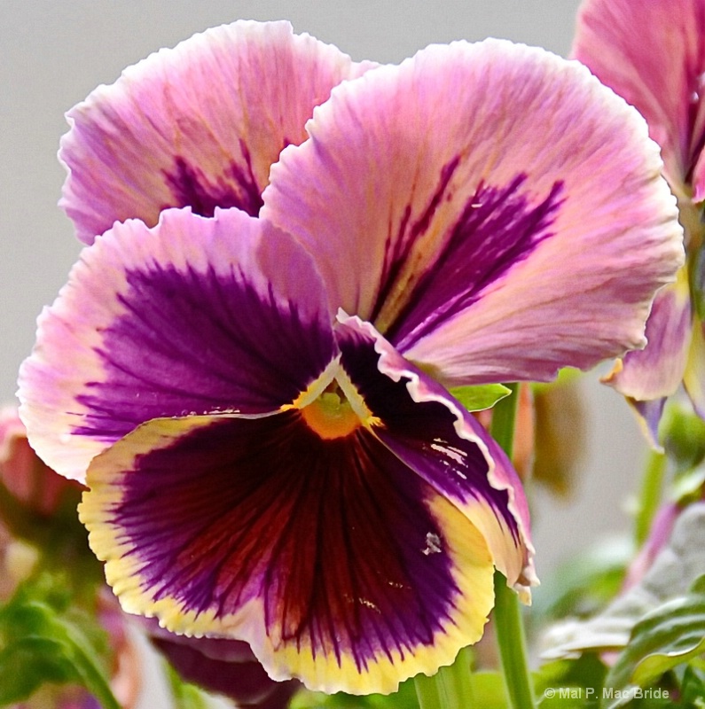 Lonely Pansy
