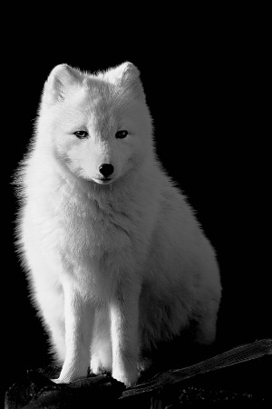 Arctic Fox 1