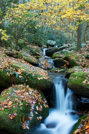 Tennessee Stream