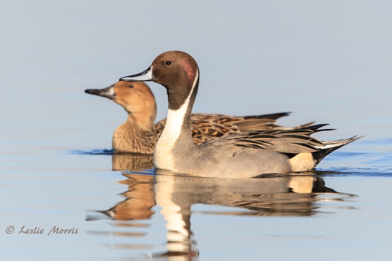 Northern Pintail Duck Pair - ID: 13510606 © Leslie J. Morris