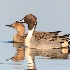 © Leslie J. Morris PhotoID # 13510606: Northern Pintail Duck Pair